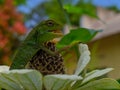 the chameleon is on the Zinnia flower