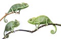 Chameleons - Chamaeleo calyptratus