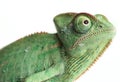 Chameleons - Chamaeleo calyptratus Royalty Free Stock Photo