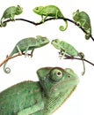 Chameleons - Chamaeleo calyptratus on a branch Royalty Free Stock Photo