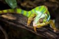 Chameleons or chamaeleons. Chamaeleonidae Royalty Free Stock Photo