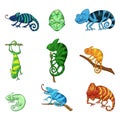 Chameleons in different poses color illustrations set