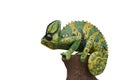 Chameleons statue Royalty Free Stock Photo