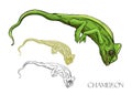 Chamelion lizard. Isolated vector illustration Royalty Free Stock Photo