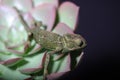 Chamelion on a succulent studio photo