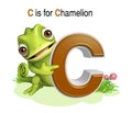 Chamelion wild animal with alphabate Royalty Free Stock Photo