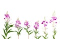 Chamerion angustifolium, common names: fireweed, great willowherb, rosebay willowherb on white background with space for text.