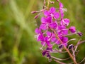 Chamerion Angustifolium Fireweed, Great Willow-herb, Rosebay Wi