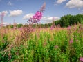 Chamerion Angustifolium Fireweed, Great Willow-herb, Rosebay Wi