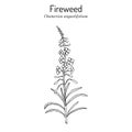 Chamerion angustifolium, fireweed, rosebay willow-herb