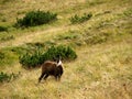 Chamois Royalty Free Stock Photo