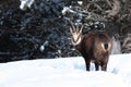 Chamois Royalty Free Stock Photo