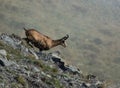 A chamois from the Graian Alps running Royalty Free Stock Photo