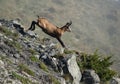 A chamois from the Graian Alps running Royalty Free Stock Photo