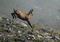 A chamois from the Graian Alps running Royalty Free Stock Photo