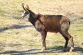 Chamois Royalty Free Stock Photo