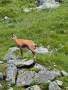 Chamois