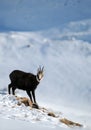 Chamois Royalty Free Stock Photo