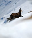 Chamois Royalty Free Stock Photo