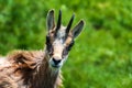 Chamois. Agile goat-antelope found in mountains of Europe.