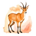 Chamois animal in cartoon style. Cute Little Cartoon Chamois isolated on white background. Watercolor drawing, hand-drawn Chamois Royalty Free Stock Photo