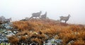 Chamois in autumn Zapadne Tatry mountains Royalty Free Stock Photo