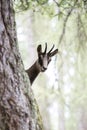 Chamois behind the trunk of a tree Royalty Free Stock Photo