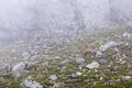 Chamois - black goat - running over rocks 