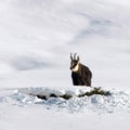 Chamois buck in the snow Royalty Free Stock Photo