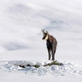 Chamois buck in the snow Royalty Free Stock Photo