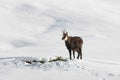 Chamois buck in the snow Royalty Free Stock Photo