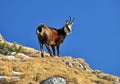 Mountain Goat