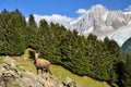 Chamois in Chamonix, France Royalty Free Stock Photo