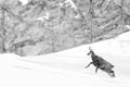Chamois deer in the snow background in b&w Royalty Free Stock Photo