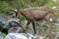 A chamois in the Ecrins National Park Royalty Free Stock Photo