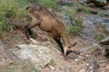 A chamois in the Ecrins National Park Royalty Free Stock Photo