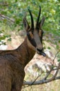 A chamois in the Ecrins National Park Royalty Free Stock Photo