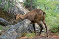 A chamois in the Ecrins National Park Royalty Free Stock Photo