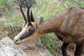 A chamois in the Ecrins National Park Royalty Free Stock Photo