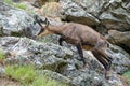 A chamois in the Ecrins National Park Royalty Free Stock Photo