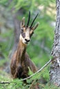 A chamois in the Ecrins National Park Royalty Free Stock Photo