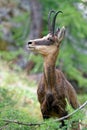 A chamois in the Ecrins National Park Royalty Free Stock Photo