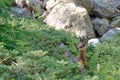 A chamois in the Ecrins National Park Royalty Free Stock Photo