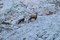 Chamois family posing in high mountains Royalty Free Stock Photo