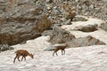 A chamois family in the Ecrins National Park Royalty Free Stock Photo