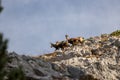 Chamois family looking towards camera Royalty Free Stock Photo