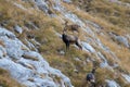 Chamois family on a mountain pasture Royalty Free Stock Photo