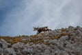 Chamois family at mountain peak Royalty Free Stock Photo