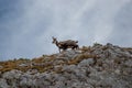 Chamois family on a mountain top Royalty Free Stock Photo