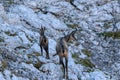 Chamois family in the mountains Royalty Free Stock Photo